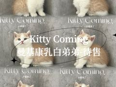 -小猫来了·猫舍(红山六九七九店)