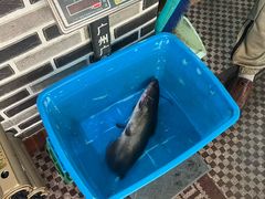 -古城苗家土菜馆(河景餐厅店)