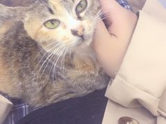 -菲丽丝宠物医院·24小时·猫科中心·免疫点(淮海分院)