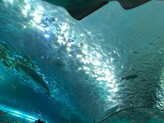 -瑞普利水族馆