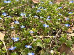 -汉长安城未央宫国家考古遗址公园