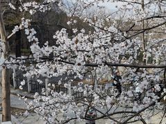 -北京鹫峰国家森林公园