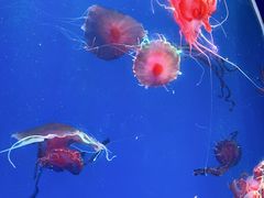 -海合安青岛极地海洋公园