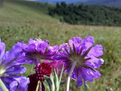 -塞罕坝国家级自然保护区