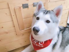 -Husky Go! 哈士奇体验馆·宠物咖啡厅狗咖