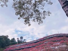 -深圳仙湖植物园