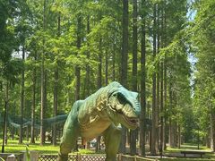 -黄海国家森林公园