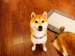 -豆柴町-柴犬主题狗咖(红鼎国际C座店)