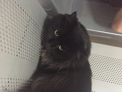 康旭宠物医院-康旭宠物医院(郑州总院)