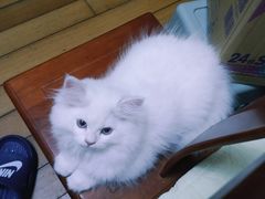 -欣宠猫屋·矮脚拿破仑·蓝金金渐层