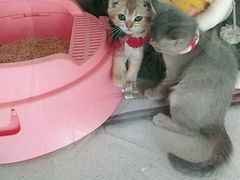 -糯米喵星人总部直营旗舰店·猫舍·幼猫出售