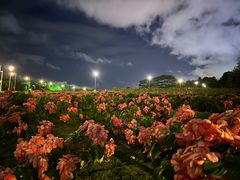 -深圳湾公园(南山区)