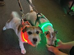 -Sirena海妖日咖夜酒