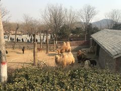 -石家庄市动物园