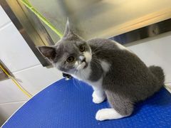 -佳雯宠物医院(金华南路分院)