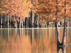 -白鹭湾湿地公园