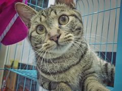 迷豆-达爱动物医院·犬猫分区·CT·复杂眼科(远洋山水分院)
