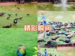 -西双版纳原始森林公园