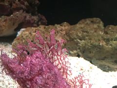 -暹罗海洋世界