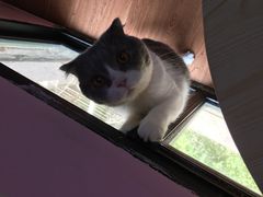-李小姐の猫咖啡馆(五角场店)