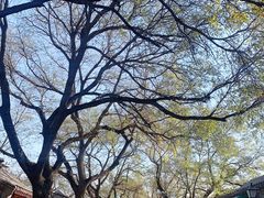 -北京国子监胡同
