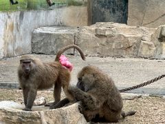 -大连森林动物园