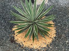 -云里小坐·小院里·团建·宴请·下午茶(三圣乡店)