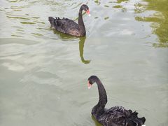 -池杉湖湿地公园
