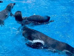 -帝企鹅自助餐厅•儿童岛•真企鹅(长隆企鹅酒店)