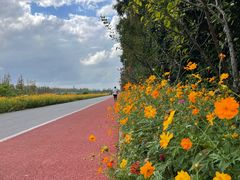 -上海长兴岛郊野公园