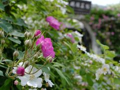 -山塘街