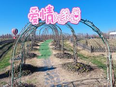 -荷兰花海