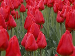 _MG_9510-洛阳郁金香牡丹园