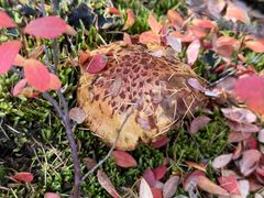 -莫尔道嘎国家森林公园