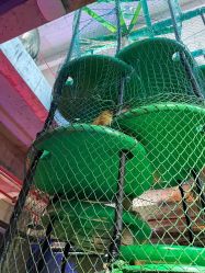 -恐龙探索乐园(磁器口店)