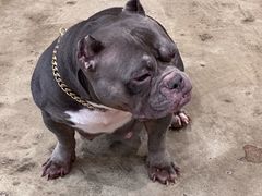 -小狗上班·狗咖·猫咖·小奶狗·摄影(南山店)