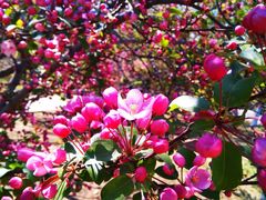 -长白岛森林公园