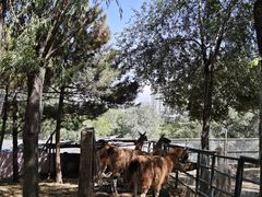 -青藏高原野生动物园