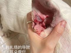 -美联众合爱康动物医院•复杂内科•肿瘤科•牙科•腔镜诊疗中心