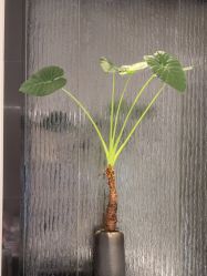 -奥斯芬·欧系贵族SPA