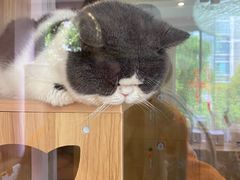 -囡的喵喵酱·萌宠生活馆·宠物洗护美容(胶州路店)