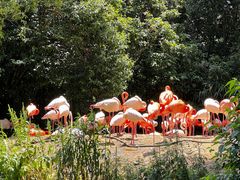 -上海野生动物园