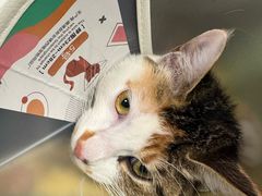 -伟伟宠物医院·CT影像中心·瑞派犬猫综合性门诊(汉口总院)
