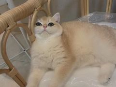 -宠爱国际动物医院· 猫科· 外科·中兽医(长白店)