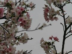 -天适樱花悠乐园