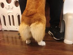 -柯斗斗主题餐厅·狗咖·围炉煮茶·茶饮(国瑞升平里店)