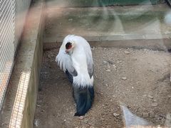 -沈阳鸟岛