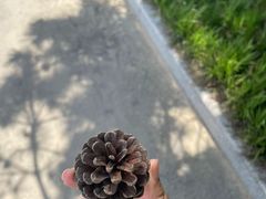 -日照海滨国家森林公园
