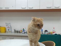 -瑞派雷欧宠物医院·中兽医·眼科·急重症转诊中心(黄台店)