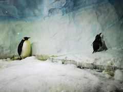 -海合安成都极地海洋公园